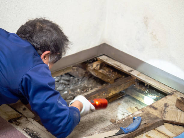 Best Commercial Mold Removal  in Lindsay, TX