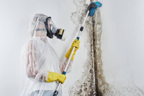 Best Certified Mold Removal  in Lindsay, TX