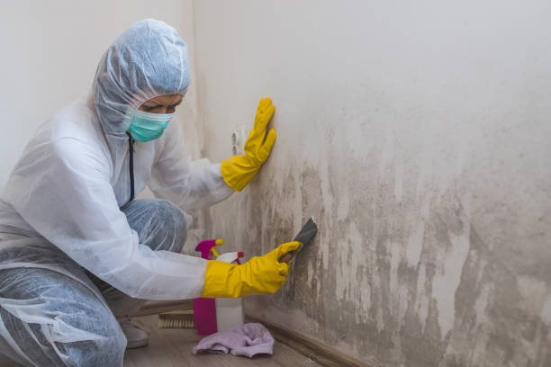 Best Toxic Mold Removal  in Lindsay, TX