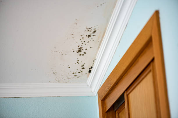 Best Mold Damage Repair  in Lindsay, TX