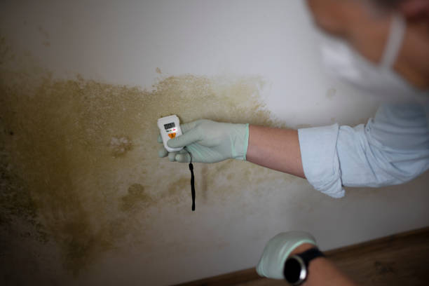 Best Local Mold Removal Service  in Lindsay, TX