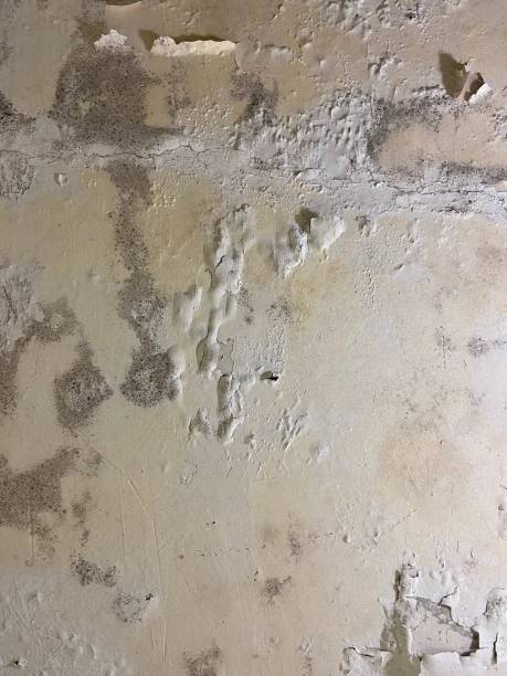 Best Best Mold Removal Companies  in Lindsay, TX