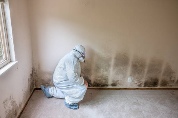 Best Mold Remediation Experts  in Lindsay, TX