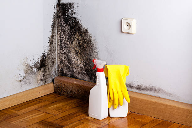 Best Mold Testing  in Lindsay, TX