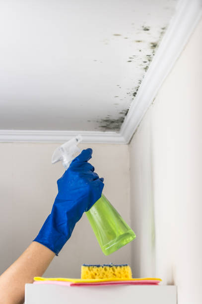 Best Emergency Mold Removal  in Lindsay, TX